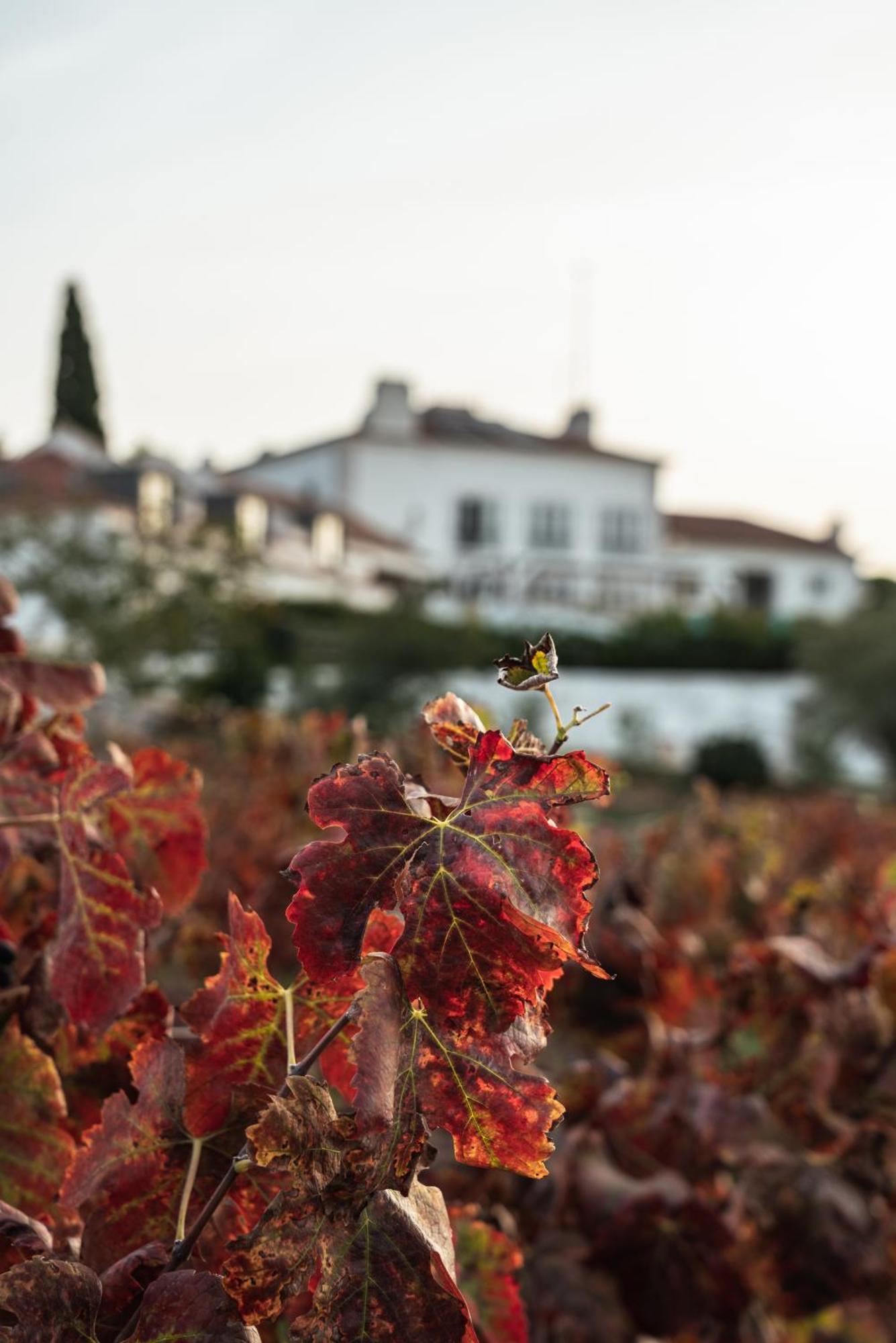 Hotel Casa Palmela - Small Luxury Hotels Of The World, Hotel & Villas Setúbal Exteriér fotografie